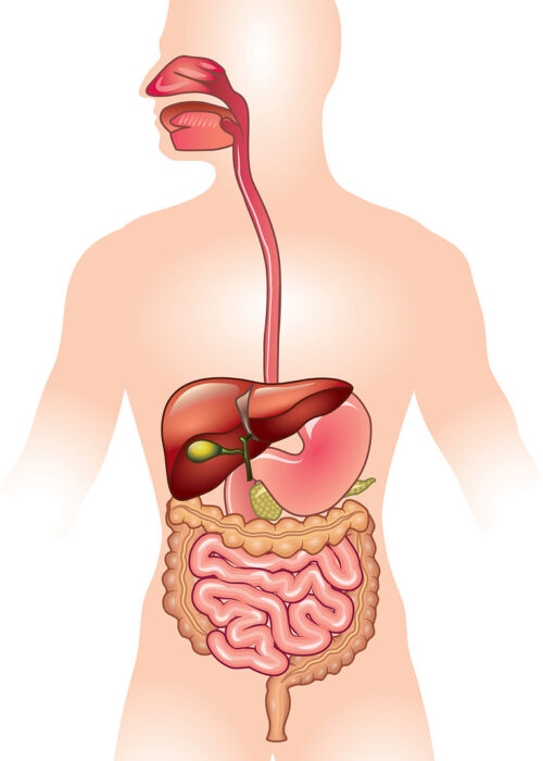 Human digestive system detailed colorful vector illustration